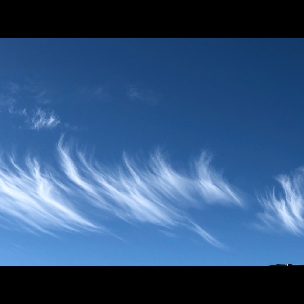 Meet your Posher, Bambi